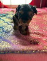 Yorkshire Terrier Puppies for sale in Antigo, WI 54409, USA. price: $600