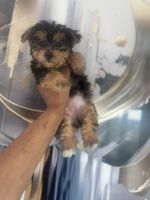 Yorkshire Terrier Puppies for sale in Forest Hills, Queens, NY, USA. price: $850