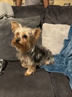 Yorkshire Terrier Puppies for sale in Indianapolis, IN, USA. price: $550