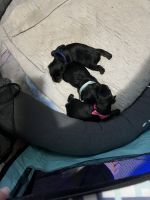 Yorkshire Terrier Puppies for sale in 608 Baird Blvd, Salem, IN 47167, USA. price: $800