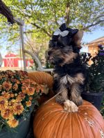 Yorkshire Terrier Puppies for sale in Dallas, TX, USA. price: $1,500