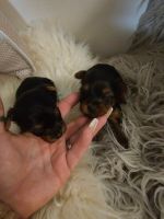 Yorkshire Terrier Puppies for sale in Atlanta, GA, USA. price: $2,500