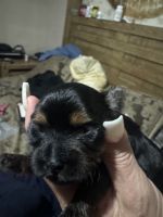 Yorkshire Terrier Puppies for sale in Riverside, CA, USA. price: $3,900