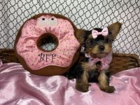 Yorkshire Terrier Puppies for sale in Sarasota, FL, USA. price: $3,800