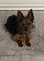 Yorkshire Terrier Puppies for sale in Ballwin, MO, USA. price: $1,500