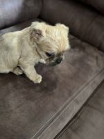 Yorkshire Terrier Puppies for sale in McDonough, GA, USA. price: $500