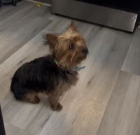 Yorkshire Terrier Puppies for sale in Los Angeles, CA 90011, USA. price: $450