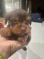 Yorkshire Terrier Puppies for sale in Port Murray, Mansfield Township, NJ 07865, USA. price: $1,200