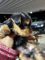 Yorkshire Terrier Puppies for sale in Forney, TX 75126, USA. price: $700