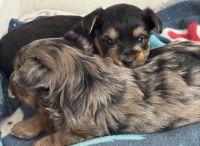 Yorkshire Terrier Puppies for sale in Lexington, SC, USA. price: $2,500