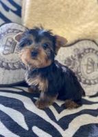 Yorkshire Terrier Puppies for sale in Iowa City, IA, USA. price: NA