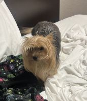 Yorkshire Terrier Puppies for sale in MONTGOMRY VLG, MD 20877, USA. price: NA