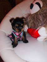 Yorkshire Terrier Puppies for sale in Miami, FL, USA. price: $550
