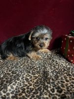 Yorkshire Terrier Puppies for sale in Picayune, MS 39466, USA. price: $800