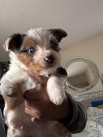 Yorkshire Terrier Puppies for sale in Victorville, CA, USA. price: $1