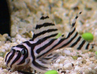Zebra pleco Fishes for sale in Miami, FL 33101, USA. price: $28