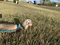 Zuniga's Dark Rice Rat Rodents Photos