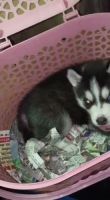 Sakhalin Husky Puppies for sale in Hisar, Haryana, India. price: 18 INR