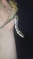 Ball Python Reptiles for sale in Dickson, TN, USA. price: $150