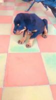 Rottweiler Puppies for sale in Sant Hazara Singh Road, Punjab 147103, India. price: 9,000 INR
