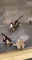 Alaskan Husky Puppies for sale in CHERLAPALLY RAILWAY STATION, Cherlapalli, Secunderabad, Telangana 500051. price: 35,000 INR