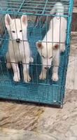 Sakhalin Husky Puppies for sale in Patiala - Rajpura Bypass, Guru Amar Dass Colony, Rajpura, Punjab 140401, India. price: 18,000 INR