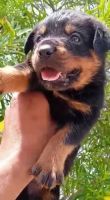 Rottweiler Puppies for sale in Old Faridabad, Faridabad, Haryana 121002, India. price: 16 INR