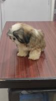 Lhasa Apso Puppies for sale in Ghaziabad, Uttar Pradesh, India. price: 20,000 INR