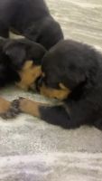 Rottweiler Puppies for sale in Delhi, India. price: 10,000 INR