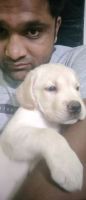 Labrador Husky Puppies for sale in Jind, Haryana, India. price: NA