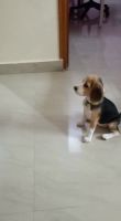 Beagle Puppies for sale in Arekere, Bengaluru, Karnataka, India. price: 25,000 INR