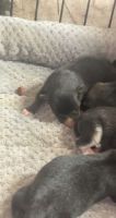 Pomsky Puppies for sale in Cumberland, RI 02864, USA. price: $2,500