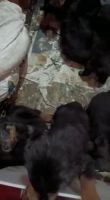 Rottweiler Puppies for sale in Ramamurthy Nagar, Bengaluru, Karnataka 560016, India. price: 18,000 INR