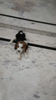 Beagle Puppies for sale in Haridwar, Uttarakhand, India. price: 15,000 INR