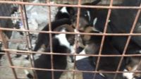 Beagle Puppies for sale in Shivamogga, Karnataka, India. price: 20,000 INR