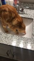 Manx Cats for sale in Overland Park, KS, USA. price: $25