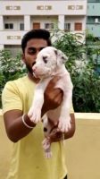Great Dane Puppies for sale in Bengaluru, Karnataka, India. price: NA