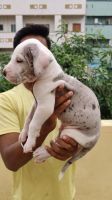 Great Dane Puppies for sale in Kengeri, Bengaluru, Karnataka 560060, India. price: 20,000 INR