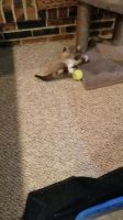 Snowshoe Cats for sale in Overland Park, KS, USA. price: $400