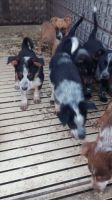 Australian Red Heeler Puppies for sale in Creighton, NE 68729, USA. price: $275
