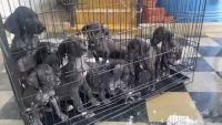 Great Dane Puppies for sale in Tiruppur, Tamil Nadu, India. price: 1,215 INR