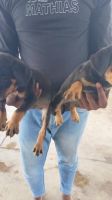 Rottweiler Puppies for sale in Neelasandra, Bengaluru, Karnataka, India. price: 8,000 INR