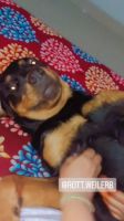 Rottweiler Puppies for sale in Hyderabad, Telangana, India. price: 25,000 INR