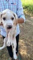 Great Dane Puppies for sale in Mehsana, Gujarat, India. price: 15,000 INR