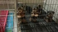 Yorkshire Terrier Puppies for sale in Konnagar Railway Station, Konnagar, West Bengal, India. price: 35,000 INR
