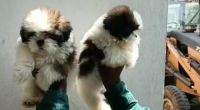 Spitz Puppies for sale in Vuyyuru, Andhra Pradesh, India. price: 15,000 INR