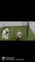 Poodle Puppies for sale in Undri, Pune, Maharashtra, India. price: NA