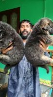 German Shepherd Puppies for sale in Chennai, Tamil Nadu, India. price: 12,000 INR
