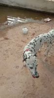 Dalmatian Puppies for sale in Kurnool, Andhra Pradesh, India. price: 15 INR