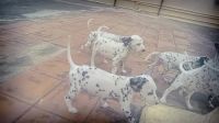Dalmatian Puppies for sale in Bengaluru, Karnataka 560062, India. price: 8,000 INR